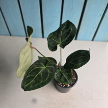 Load image into Gallery viewer, #P60 Anthurium Forgetii x Crystallinum Silver Blush