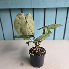 Load image into Gallery viewer, #P60 Anthurium Forgetii x Crystallinum Silver Blush