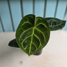 Load image into Gallery viewer, #G29 Anthurium Forgetii x Crystallinum Silver Blush