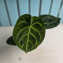 Load image into Gallery viewer, #G29 Anthurium Forgetii x Crystallinum Silver Blush