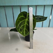 Load image into Gallery viewer, #G29 Anthurium Forgetii x Crystallinum Silver Blush