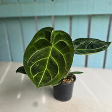 Load image into Gallery viewer, #G29 Anthurium Forgetii x Crystallinum Silver Blush