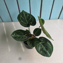 Load image into Gallery viewer, #G29 Anthurium Forgetii x Crystallinum Silver Blush