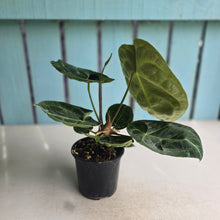 Load image into Gallery viewer, #G29 Anthurium Forgetii x Crystallinum Silver Blush