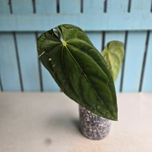 Load image into Gallery viewer, #78 Anthurium (Papillilaminum x) x (Papillilaminum x Dressleri)