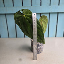 Load image into Gallery viewer, #78 Anthurium (Papillilaminum x) x (Papillilaminum x Dressleri)