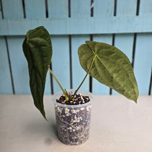 Load image into Gallery viewer, #78 Anthurium (Papillilaminum x) x (Papillilaminum x Dressleri)