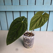 Load image into Gallery viewer, #78 Anthurium (Papillilaminum x) x (Papillilaminum x Dressleri)