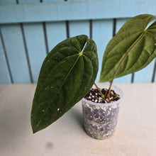 Load image into Gallery viewer, #78 Anthurium (Papillilaminum x) x (Papillilaminum x Dressleri)