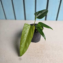 Load image into Gallery viewer, #J781 Anthurium Truncicola x Dark Night