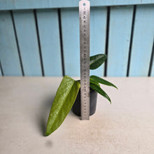 Load image into Gallery viewer, #J781 Anthurium Truncicola x Dark Night