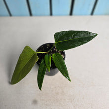 Load image into Gallery viewer, #J781 Anthurium Truncicola x Dark Night
