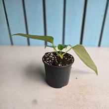 Load image into Gallery viewer, #J781 Anthurium Truncicola x Dark Night