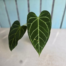 Load image into Gallery viewer, #B75 Anthurium Crystallinum x