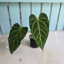 Load image into Gallery viewer, #B75 Anthurium Crystallinum x