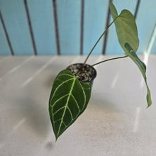 Load image into Gallery viewer, #B75 Anthurium Crystallinum x