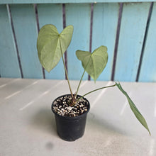 Load image into Gallery viewer, #B75 Anthurium Crystallinum x