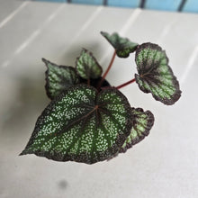 Load image into Gallery viewer, #G17 Begonia Unknown