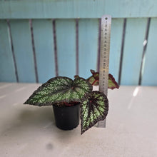 Load image into Gallery viewer, #G17 Begonia Unknown