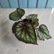 Load image into Gallery viewer, #G17 Begonia Unknown