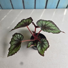 Load image into Gallery viewer, #G17 Begonia Unknown