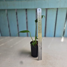 Load image into Gallery viewer, #P57 Monstera Burle Marx Flame