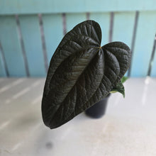 Load image into Gallery viewer, #H14 Anthurium Queen of Hearts