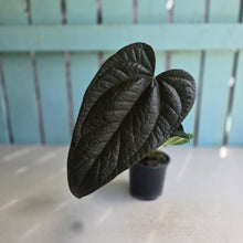 Load image into Gallery viewer, #H14 Anthurium Queen of Hearts