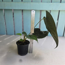 Load image into Gallery viewer, #H14 Anthurium Queen of Hearts