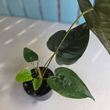 Load image into Gallery viewer, #H14 Anthurium Queen of Hearts