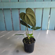 Load image into Gallery viewer, #H14 Anthurium Queen of Hearts
