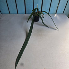 Load image into Gallery viewer, #H24 Anthurium Vittarifolium