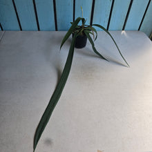 Load image into Gallery viewer, #H24 Anthurium Vittarifolium
