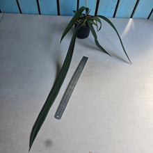 Load image into Gallery viewer, #H24 Anthurium Vittarifolium