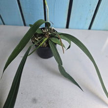 Load image into Gallery viewer, #H24 Anthurium Vittarifolium