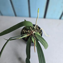 Load image into Gallery viewer, #H24 Anthurium Vittarifolium