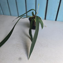 Load image into Gallery viewer, #H24 Anthurium Vittarifolium