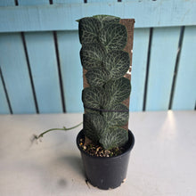 Load image into Gallery viewer, #RA3 Rhaphidophora Cryptantha