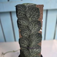 Load image into Gallery viewer, #RA3 Rhaphidophora Cryptantha