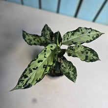 Load image into Gallery viewer, #R117 Aglaonema Pictum Tricolor