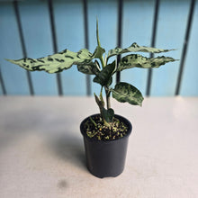 Load image into Gallery viewer, #R117 Aglaonema Pictum Tricolor
