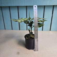 Load image into Gallery viewer, #R117 Aglaonema Pictum Tricolor