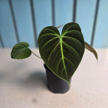Load image into Gallery viewer, #RD31 Philodendron El Choco