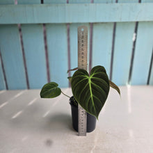 Load image into Gallery viewer, #RD31 Philodendron El Choco