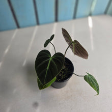 Load image into Gallery viewer, #RD31 Philodendron El Choco