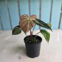Load image into Gallery viewer, #RD31 Philodendron El Choco