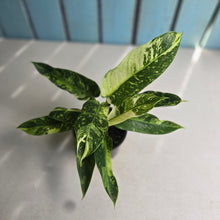 Load image into Gallery viewer, #RD51 Philodendron Jose Buono
