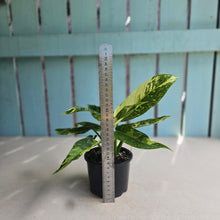 Load image into Gallery viewer, #RD51 Philodendron Jose Buono