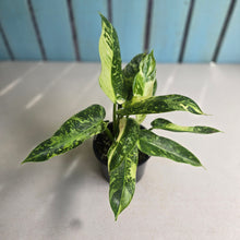 Load image into Gallery viewer, #RD51 Philodendron Jose Buono