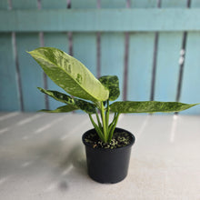 Load image into Gallery viewer, #RD51 Philodendron Jose Buono